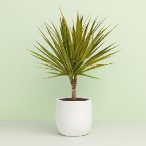 Dracaena Bicolour 11 cm