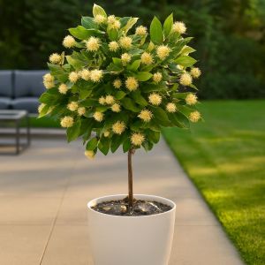 Cephalanthus op Stam (Kogelbloem)