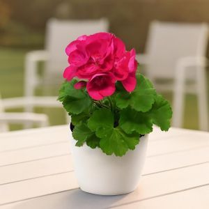 Pelargonium zonale paars 10 cm