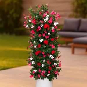 Dipladenia Collectie