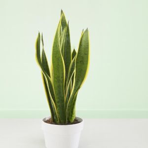Sansevieria als Futura Superba