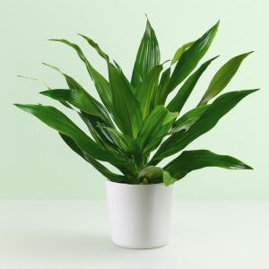 Dracena Fragrans Green Jewel