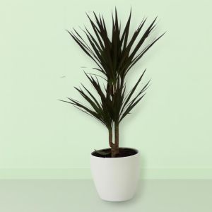 Dracaena marginata Magenta 17 cm