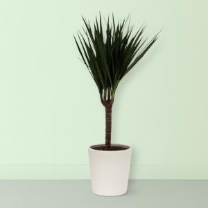 Dracaena Marginata