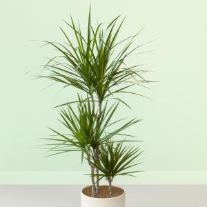 dracaena marginata-v2