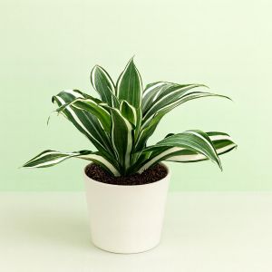 Dracena White Jewel