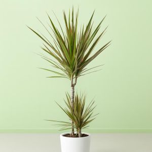 Dracaena marginata Bicolor
