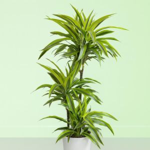 Dracena Lemon Lime op Stam