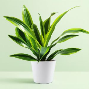 Dracena Fragrans Surprise
