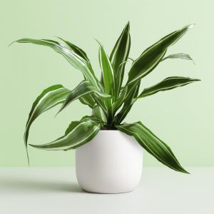 Dracena Fragrans White Stripe