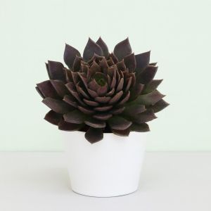 Echeveria Black Prince