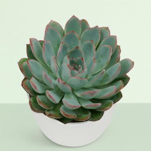 Echeveria Apus