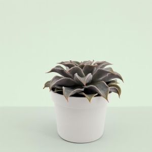 Echeveria maradiba 10 Studio
