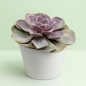 Echeveria Pearl Van Neurenberg