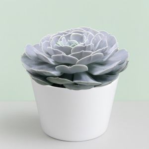 Echeveria Pollux