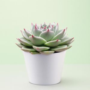 Echeveria Sirius