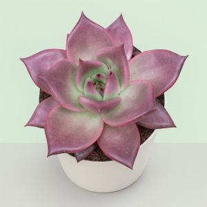 Echeveria Taurus