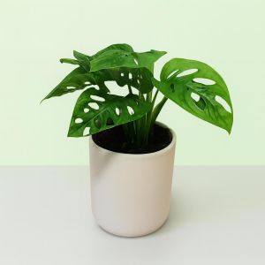 Monstera Monkey Mask