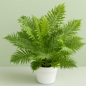 Varen Blechnum Silver Lady