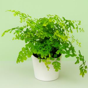 Varen Adiantum Rad Fragrans 12 cm