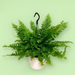 Krulvaren Nephrolepis Green Moment P19
