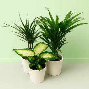 House plants mix.jpg