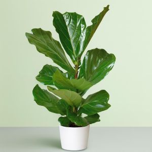 Ficus Lyrata Vioolbladplant