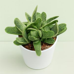 Gasteria Little Warty