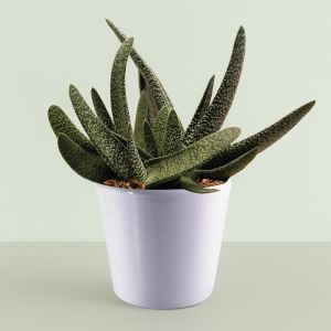 Gasteria Verrucosa