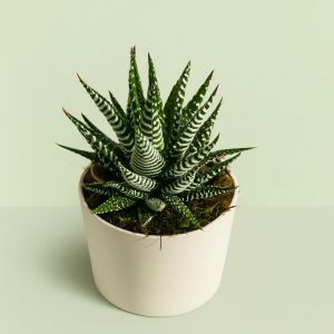 Haworthia Fasciata Zebra Plant