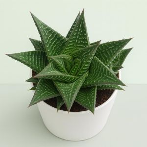 Haworthia Limifolia