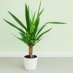 Yucca elephantipes 17 cm