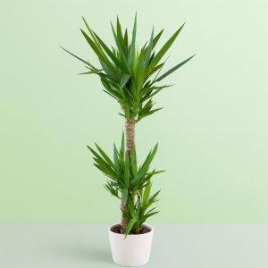 Yucca elephantipes 130cm (Palmlelie)