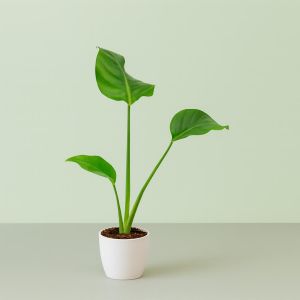 Strelitzia Nicolai 14 cm