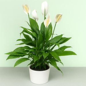 Spathiphyllum Lepelplant Chopin