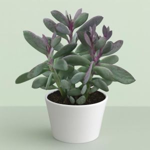Senecio Crassissimus