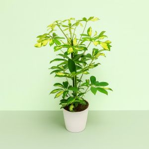 Schefflera arboricola Gerda 13cm