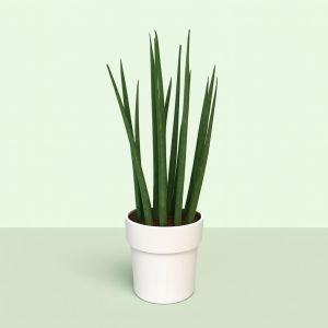 Sansevieria Cylindrica Skyline