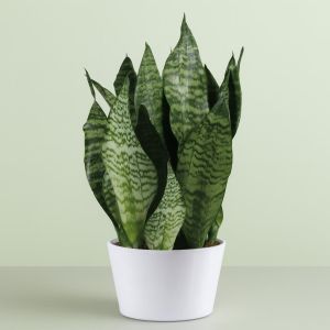 Sansevieria Zeylanica - hoogte 45-50