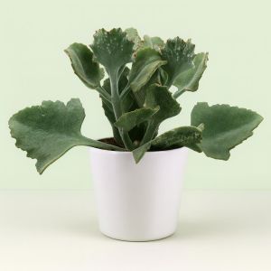Kalanchoe Beharensis
