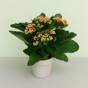 Kalanchoe blossfeldiana Oranje