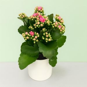 Kalanchoe blossfeldiana Roze