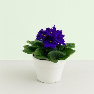 Kaaps Viooltje Blauw