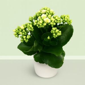 Kalanchoe blossfeldiana Wit