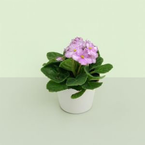 Kaaps Viooltje lichtpaars