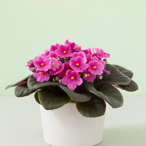 Kaaps Viooltje lichtroze