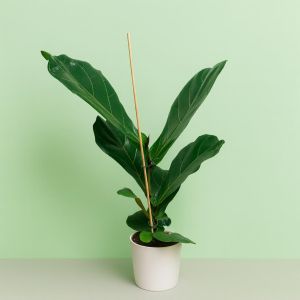 Ficus Lyrata 17 cm pot