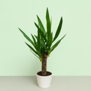 Yucca Elephantipes17 cm.jpg