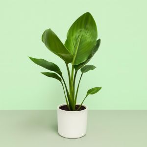 Strelitzia Bird of Paradise