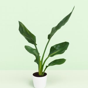 Strelitzia Bird of Paradise